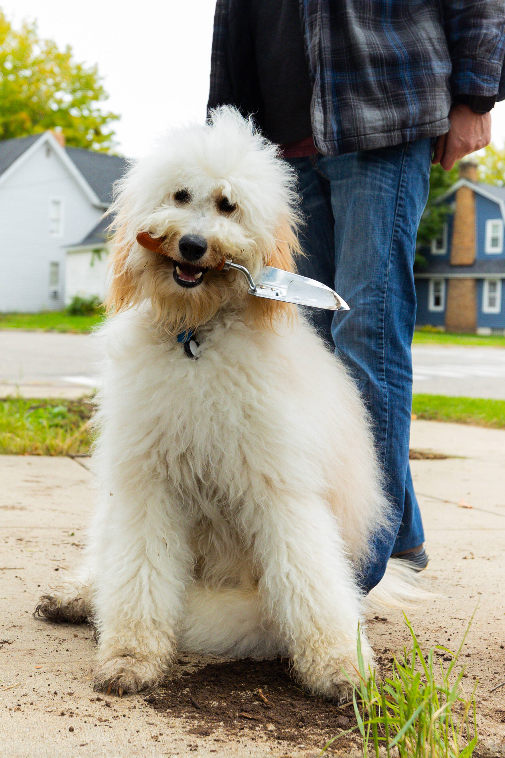 A fluffy white dog sits on a sidewalk holding a small garden trowel in its mouth while a person stands behind it. Dirt on the dog's paws and the nearby pavement suggests it has been helping with a neighborhood gardening project.